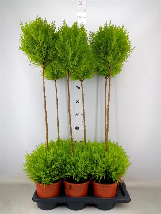 <h4>Cupressus macro. 'Goldcrest' .shape</h4>