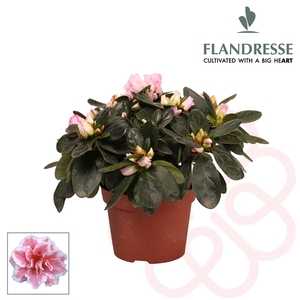 Azalea Flandresse® 'bont' 17+ cm