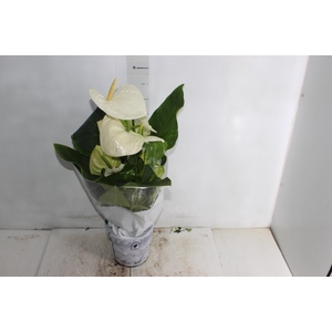 ANTHURIUM ALASKA P17