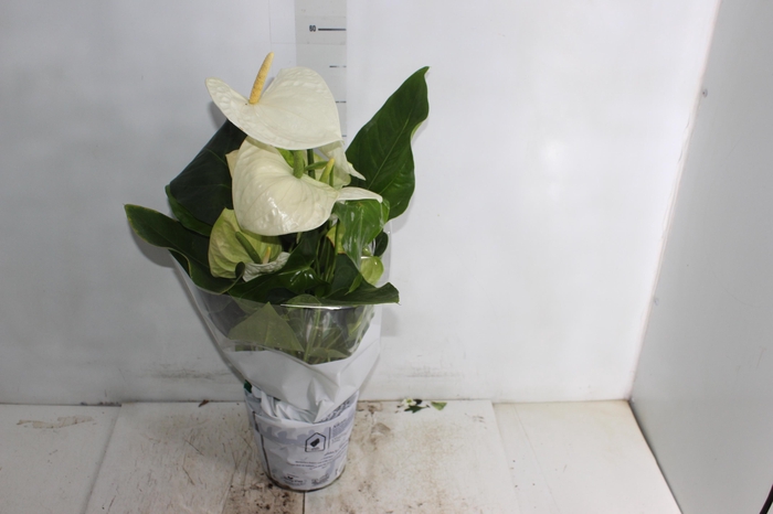 <h4>ANTHURIUM ALASKA P17</h4>