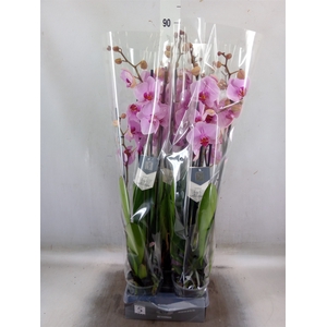 Phalaenopsis  'Ant Washington'