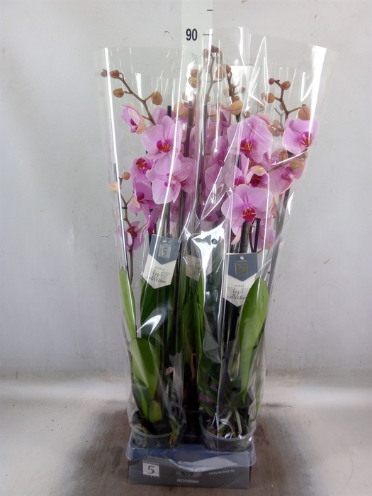 <h4>Phalaenopsis  'Ant Washington'</h4>