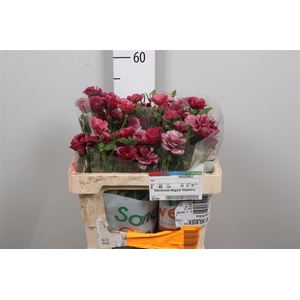 Ranunculus Magical Raspberry