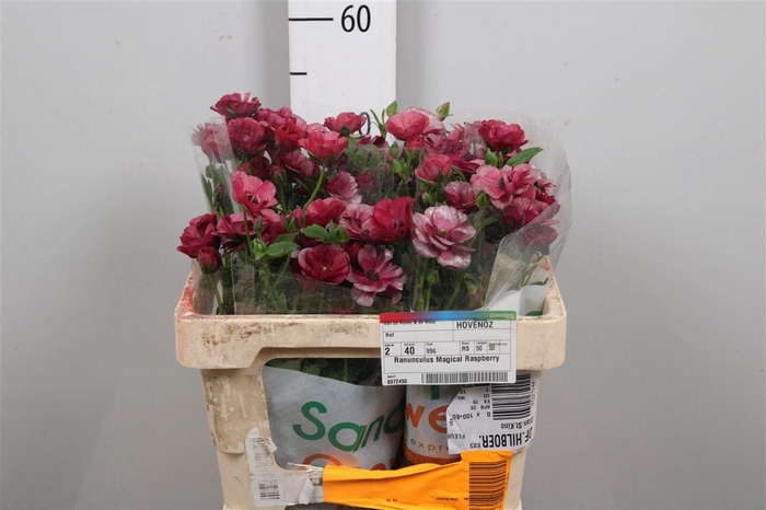 <h4>Ranunculus Magical Raspberry</h4>