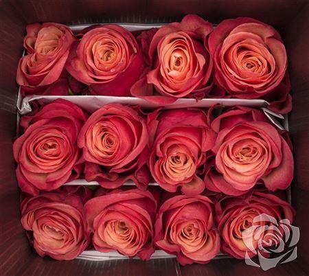 <h4>R Gr Bogart</h4>