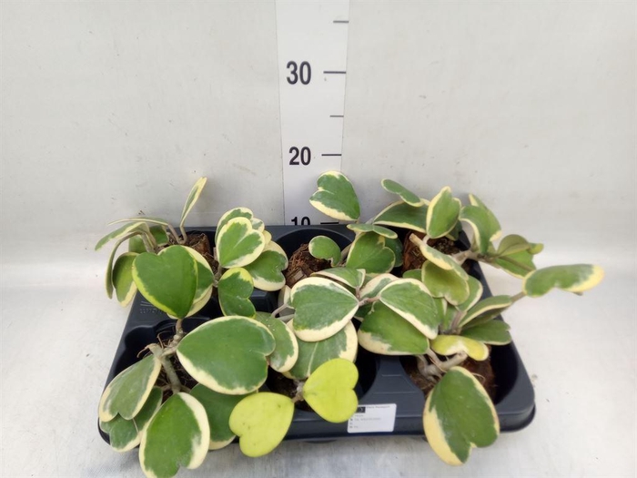 <h4>Hoya kerrii</h4>