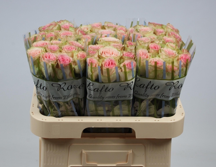 <h4>R GR ESPERANCE</h4>