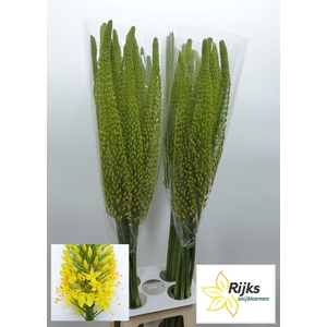 EREMURUS BOLERO