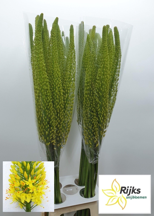 <h4>EREMURUS BOLERO</h4>