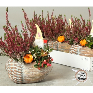 ARR TUINPLANTEN
