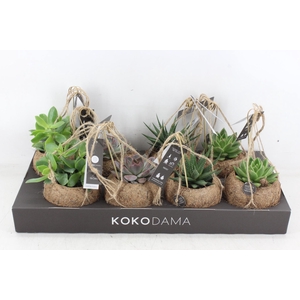 arr3 Kokoplant - Succulenten mix x8