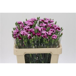 Di Te Solomio Vinaccio