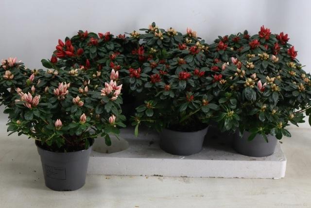 <h4>RHODO SI GEM</h4>