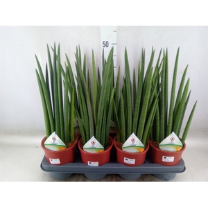 Sansevieria   ...