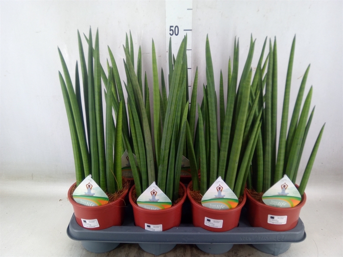 <h4>Sansevieria   ...</h4>