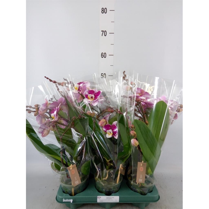 <h4>Phalaenopsis ...red</h4>