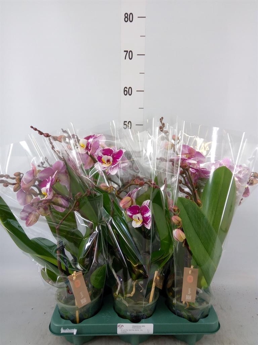 <h4>Phalaenopsis   ...red</h4>