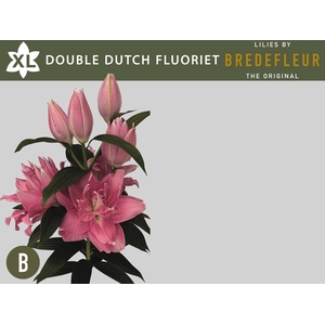 LI OR DU DD FLUORIET