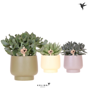 Kolibri Greens Succulenten mix in Scandic pot green mix