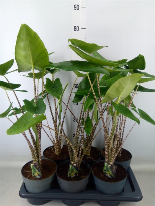 <h4>Alocasia zebrina</h4>