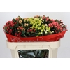 Hypericum Rainbow Romance Spray