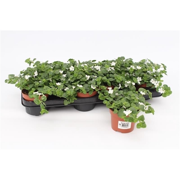 <h4>Bacopa Sutera White Showers</h4>