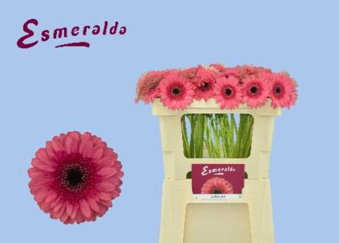 <h4>GE MI CORALLO</h4>