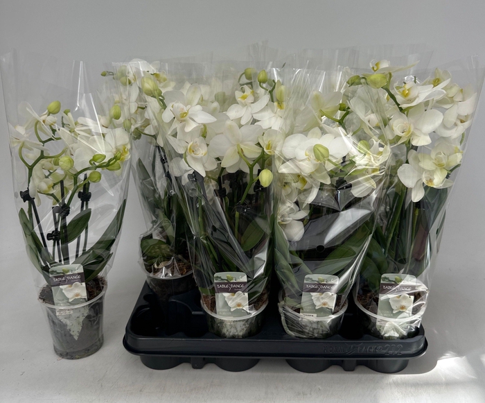 <h4>PHAL OV WIT</h4>