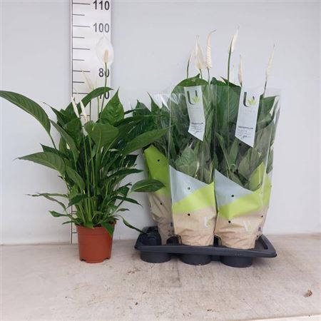 <h4>Spathiphyllum 'Vivaldi'</h4>