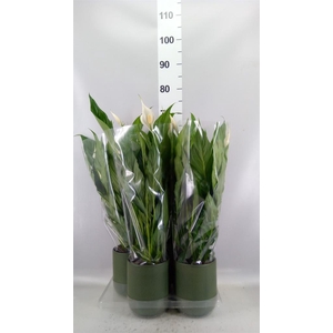 Spathiphyllum  'Sweet Chico'