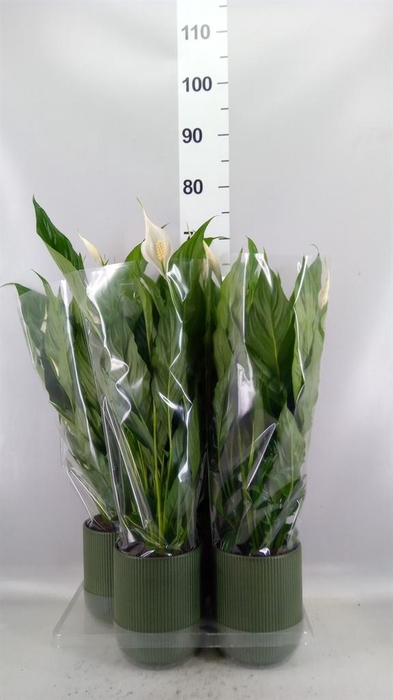 <h4>Spathiphyllum  'Sweet Chico'</h4>
