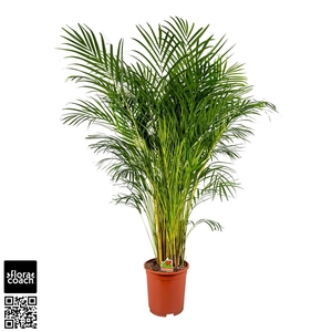 Dypsis Lutescens P27cm - H160cm (Areca)