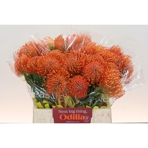 Nutans Ayoba Mandarin Zest