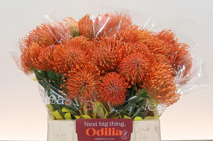 <h4>Nutans Ayoba Mandarin Zest</h4>