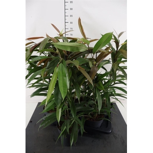Ficus 17 Cm. P .amstel King