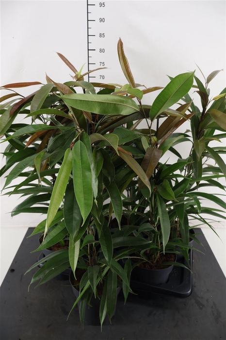 <h4>Ficus 17 Cm. P .amstel King</h4>