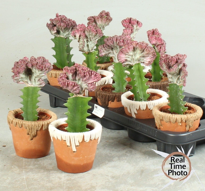 <h4>EUPHOR LAC CRISTATA</h4>