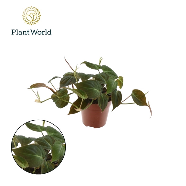 <h4>Philodendron scandens 'Micans'</h4>