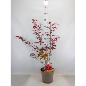 Acer palmatum 'Atropurpureum'