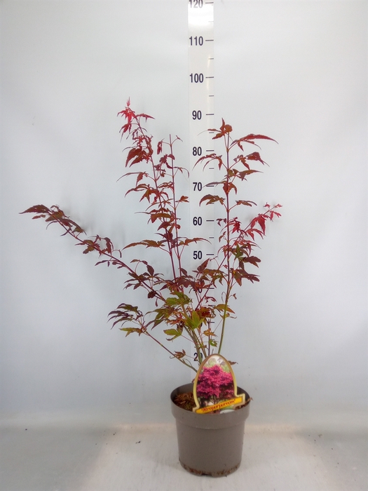 <h4>Acer palmatum 'Atropurpureum'</h4>