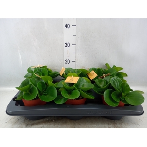 Peperomia obt. 'Green Gold'