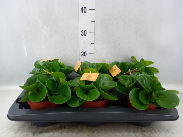 Peperomia obt. 'Green Gold'