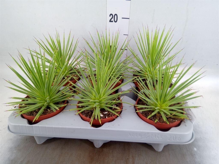 <h4>Agave stricta 'Nana'</h4>