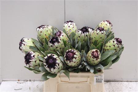 <h4>Protea Niobe</h4>