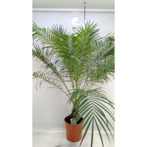 Phoenix roebelenii