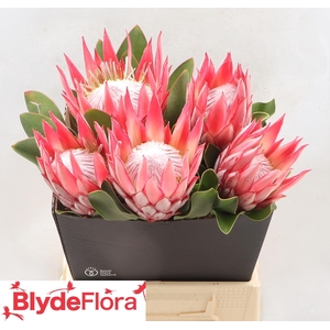 PROTEA CY CLARE