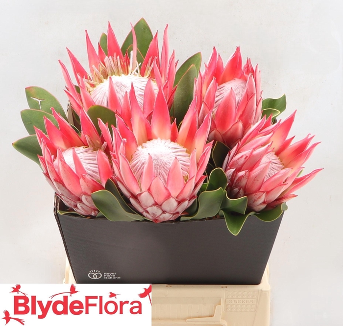 <h4>PROTEA CY CLARE</h4>