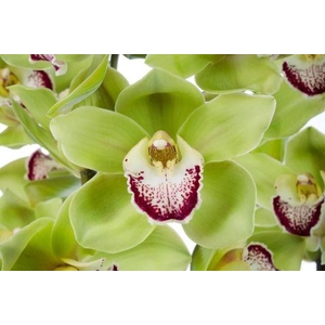 APPLE GREEN 60cm x 10.