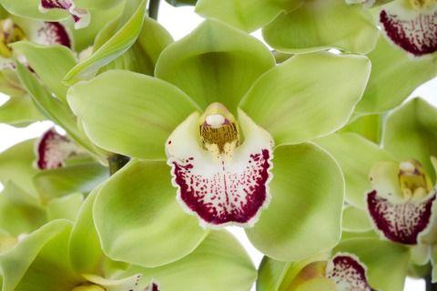 <h4>APPLE GREEN 80cm x 6.</h4>