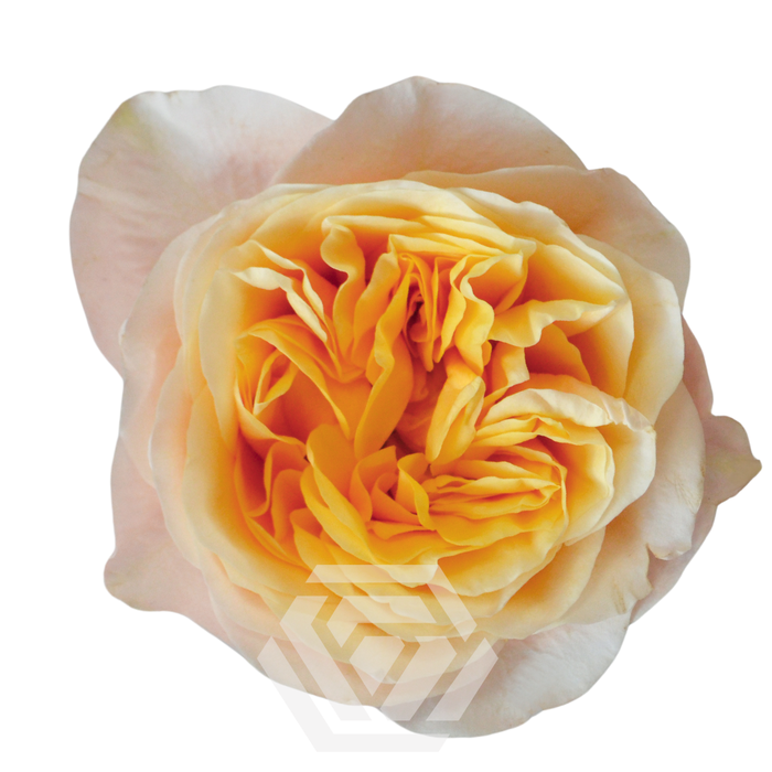 <h4>R GR KING CROSS</h4>